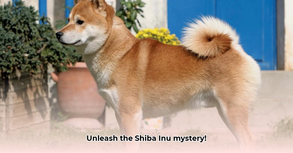 shiba-inu-karakter